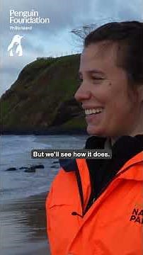 Wild Penguin Release on Phillip Island (Milawul)