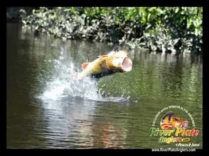 Peacock Bass fishing at the Amazon! - RIVER PLATE ANGLERS