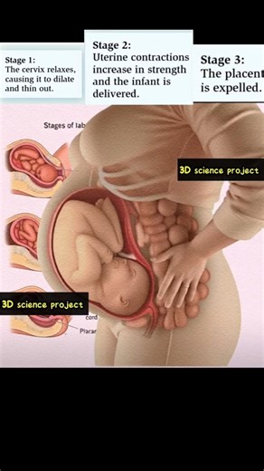 Labor and Delivery: Step-by-Step