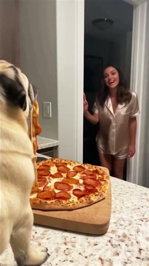 Pug Busted Stealing Pizza at Night