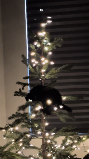 rats.doing.rat.things on TikTok