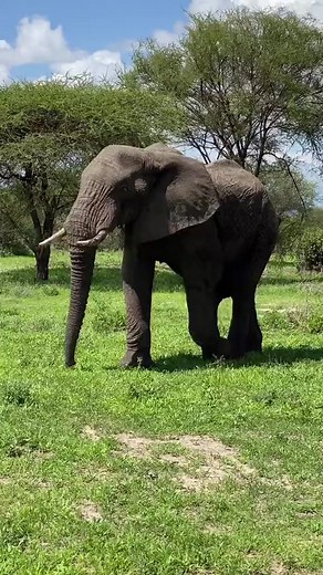 Get on an African safari with Nice African Adventure and Safaris promises an unforgettable experience filled with incredible wildlife encounters, stunning landscapes, and cultural immersion. Nice African Adventure and Safaris is dedicated to providing exceptional safari experiences while prioritizing conservation, responsible tourism, and customer satisfaction. With Nice African Adventure and and Safaris Whatsapp 255742235772 Email: niceafricanadventure@gmail.com #NiceAfricanAdventure #SafariExp