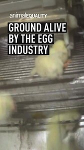 Undesirable, unnecessary, and unwanted. 𝗧𝗵𝗮𝘁’𝘀 𝘄𝗵𝗮𝘁 𝘁𝗵𝗲 𝗲𝗴𝗴 𝗶𝗻𝗱𝘂𝘀𝘁𝗿𝘆 𝗰𝗼𝗻𝘀𝗶𝗱𝗲𝗿𝘀 𝗺𝗶𝗹𝗹𝗶𝗼𝗻𝘀 𝗼𝗳 𝗺𝗮𝗹𝗲 𝗰𝗵𝗶𝗰𝗸𝘀. Their brief lives end in a grinder. You can stop this from happening. | Animal Equality