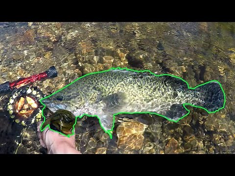 Fly Fishing For Murray Cod