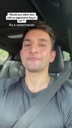 Dealing with Aggression: Cats vs. Dogs in Veterinarian Practice