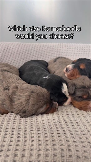 Namaste Bernedoodles on Instagram: "Understanding Bernedoodle sizes helps families make the right match! Munchkins • Minis • Mediums • Standards Same breed, same personality, different size ranges. Which one feels right for you? 🐾 🐾 🐾 🐾 #bernedoodle #bernedoodlepuppy #bernedoodlesofinstagram #perritos #cachorro"