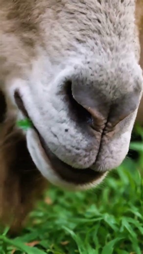 Goat Eating Grass ASMR 🐐 Crunchy & Satisfying Sounds