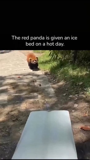 The Vexia on Instagram: "Wildlife sanctuaries and zoos often use methods such as ice beds, cool marble slabs, misting systems, and air-conditioned shelters to help red pandas stay cool in hot weather, especially when temperatures exceed 25°C (77°F). These measures help prevent heat stress and mimic the red panda's natural cold-climate habitat. Facilities like the Smithsonian National Zoo and Shanghai Safari Park are known to employ such methods, including providing red pandas with ice blocks dur