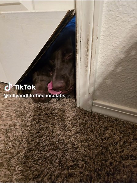 Innovative Cat Door Solution for Pet Owners