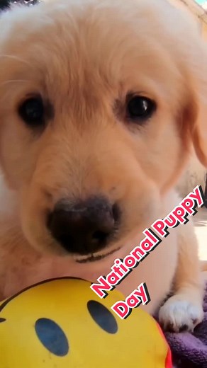 The National Puppy Day treatment 🧼🐶 #GoProAwards recipient John Alleran #puppiesonly #puppy #fyp #gopro