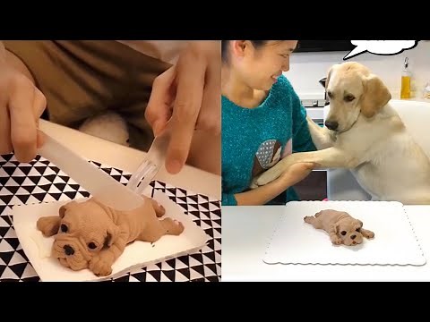 Dogs and Cats Reaction to Cutting Cake - Funny Dog Cake Reaction Compilation