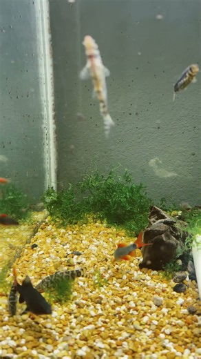 Redtail Shark minnows