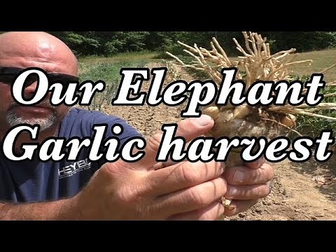 Harvesting our Elephant garlic | We secured our first big produce sale from the market garden !!!
