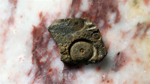 Why there are seashell fossils in the mountains of New York