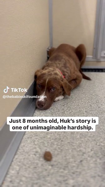 Learn about Huk’s story and the value of animal rescue and rehabilitation. The Babinski Foundation staff, volunteers, and animals thank you for your continued support of the shelter’s mission. We could not aid in cases such as Huk’s without your help! We are so thankful, always. #rescue #animalrehabilitation #loveanimals #adoptdontshop #nokill #feral