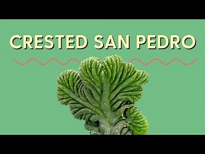 Crested San Pedro Cactus 101 | Trichocereus pachanoi cristata Care