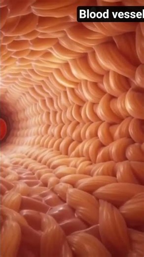 Inside a Blood Vessel – From Flow to Structure #shortvideo