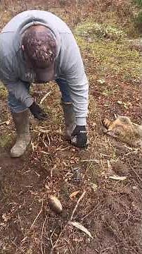 trapping raccoons with dog proof traps