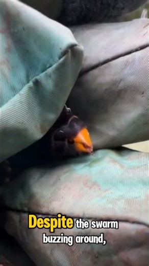 Up Close with a Wasp's Stinger! Nature’s Tiny Warrior