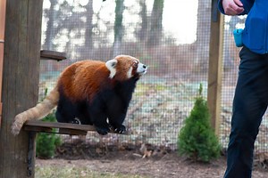 Top Things to See at the WNC Nature Center in Asheville, NC | Explore Asheville
