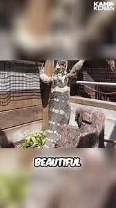 Gorgeous Guru Sulphur Lizard Basking in the Sun! Amazing Egg eating Moment | Kamp Kenan