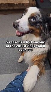 There's probably millions of other reasons but these are just 5 🥹🐾🩵 | blueeyedshadow