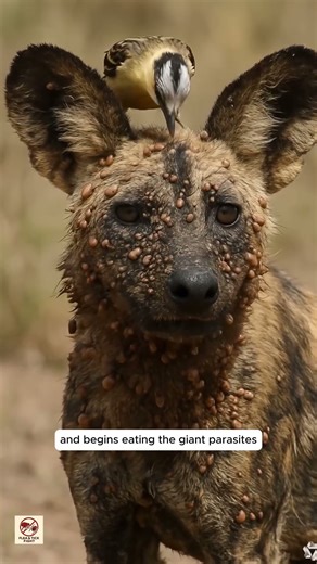 “African Wild Dog Tick Removal | Bird Cleans Huge Swollen Ticks Off Dog”