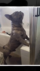 The World’s Biggest French Bulldog. | French Bulldog World