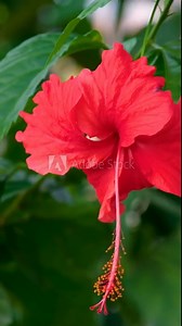 Hibiscus flower blooming, hibiscus flower. Chaba flower on tree in nature. Chaba flowers blooming Thai flowers of Asia
