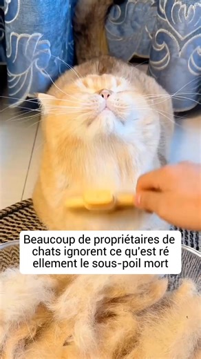 1.9K views · 8.5K reactions | Le sous-poil mort doit absolument être...