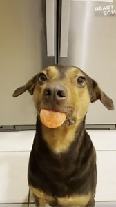 This Doggo Is The Best Therapist Ever!