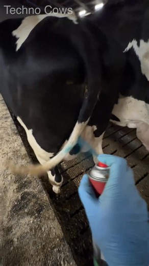 Marking Horny Cows For Insemination #painting #howto #amazing #cowlife #work | Techno PEE
