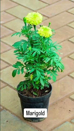 Get Flowering plants at ₹1