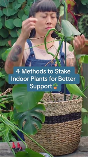Staking your floppy houseplants will help support them as they grow taller and flourish indoors. Here, we explain the four main ways to stake plants from simple stakes, wire loops, moss poles, to cages. Tap the link to learn more about each method to help your plants grow. 🪴 #TheSpruce #gardening #tipsandtricks #houseplants #plants