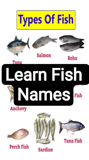 Learn Fish Names in English | Tuna, Salmon, Rohu