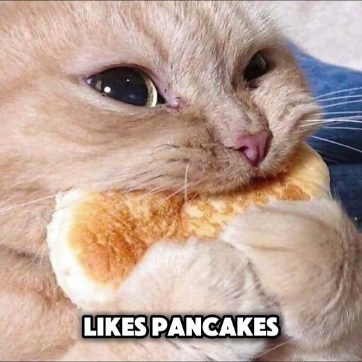 The Cat Meme That's Actually Terrifying #memes #cat #dark