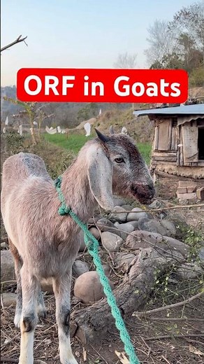 ORF in goats: Contagious Ecthyma #veterinary #cow #veterinarymedicine #animalwelfare #animals