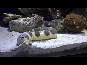 エクレアナマコ 沼津港深海水族館に行って来ました！2017年3月18日 00018