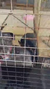 🟢Brightside rehomes more greyhounds than any other Tasmanian organisation. 🟢We are the only greyhound Rehoming program with a dedicated cat and other small animal training program that I am aware of. We have paid staff to retrain our greyhounds. 🟢We have rehomed thousands of greyhounds and we are the only non industry program accredited to asses greyhounds for muzzle free status. 🟢While GAP the industry program receives over $400,000 a year yearly funding we receive no funding even though we