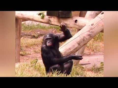 Barney Song : Rock Like A Monkey (Let's Go To The Zoo)