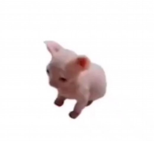 Dancing Bingus | Memes Compilation