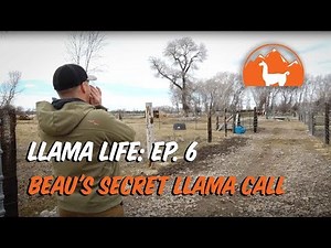 Beau's Secret Llama Call - Ep. 6 - Llama Life