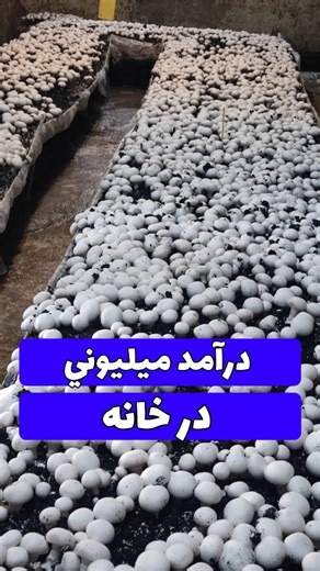 ‎آموزش حرفه ای پرورش قارچ‎ on Instagram‎: "برای سو*د توی کار پرورش قارچ بهتره با همین تناژی که توی ویدئو گفتم شروع کنید بعد کم کم کارو گسترش بدید،توی هر فضایی که داری با صندوق های پلاستکی شروع دوره ی دوم و سوم قفسه بندی کنید فضارو👩🏻‍🌾🍄 بار قارچ رو میتونید توی بازار تربار مرکزی،فست فودی ها،رستوران ها،سوپر میوه ها،شرکت هایی بلانچ،بازار تربار هر شهری و ... فروخت ماهم به کارآموزا مون مشتری قارچ هر شهری رو معرفی میکنیم عدد 50 رو بفرست تا توجیه مالی رو کامل بفرستم برات ❤️ 💙 💚 برای شروع کار اگه ت