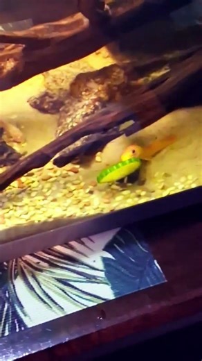 the fish scoffing down cucumber