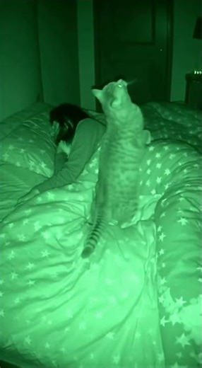 What does the kitten cat see? #cat #horror #baby #shorts #babycat #cute