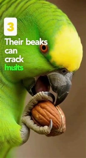 5 amazing facts about mitto #talkingparrot #cutebirds #birds