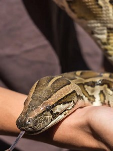 5 Snake Species That Can Swallow Humans Whole