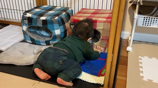 こはく🐶を呼びに行ったけどいなくて、ママを登りに来ました😀#生後10ヶ月