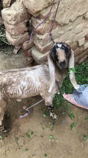 Goat family explained #goat #youtubeshorts #animals
