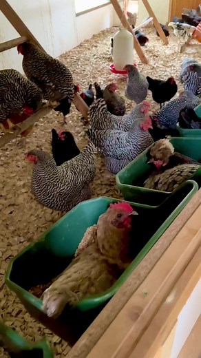 A BUSY LAYING-DAY IN THE HEN HOUSE 🐔🤍🐔 Langsam legen fast alle der jungen Hennen und auch aus der dritten Brut starten die ersten schon. Manchmal sind fast alle Futtertrog-Nester besetzt. Und danach natürlich schnell wieder raus in die Herbstsonne 🌞🐔🌞 #busyday #stallbau #hühnerstall #hühnerstallbauen #fancychickens #legenest #hühnergehege #chickencoop #gallinero #poulailler #pollaio #henhouse #hühner #hühnerhaltung #hühnerliebe #hühnerimgarten #gartenhühner #backyardchickens #tiktokchicken